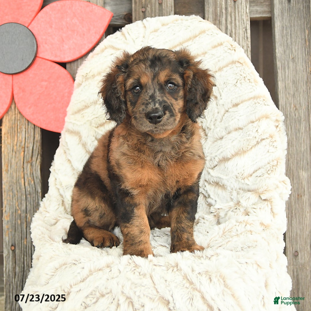 Mini Goldendoodle dogs for sale: Monty - Image 4