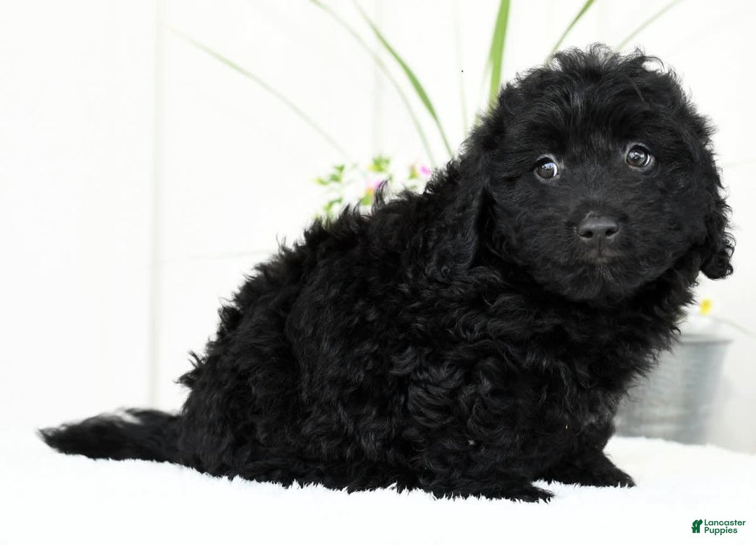 Mini Goldendoodle dogs for sale: Harry - Image 1