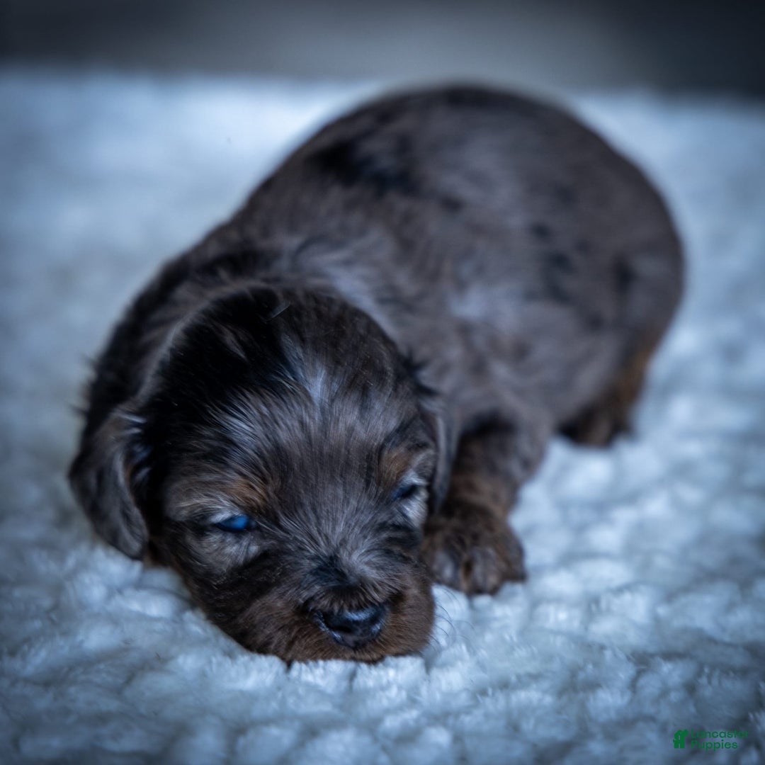 Cavapoo dogs for sale: Pumba - Image 10
