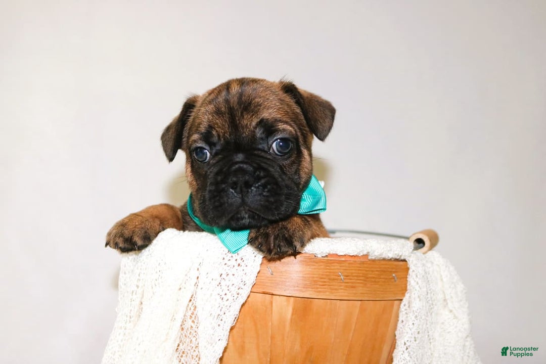 French Bulldog dogs for sale: Apollo Akc 🐾 - Image 8