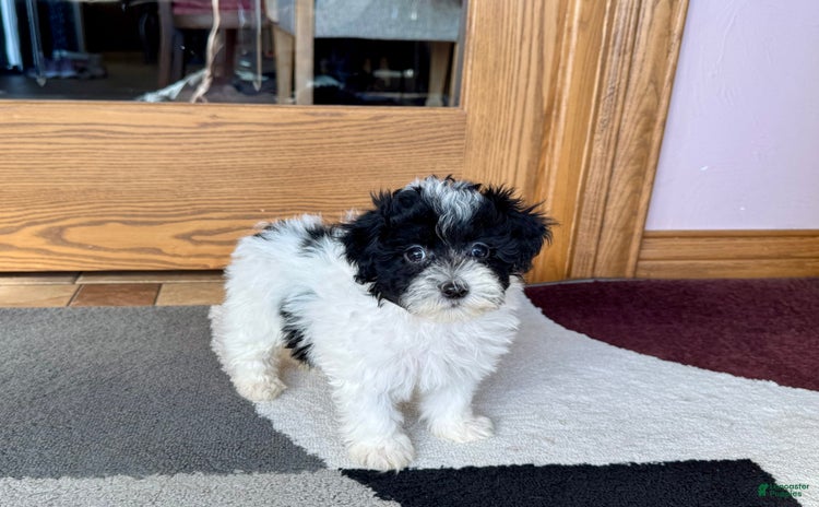 Havapoo dogs for sale - Ad 4