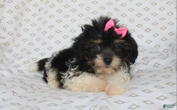 Shihpoo dogs for sale: Sandy - Image 2