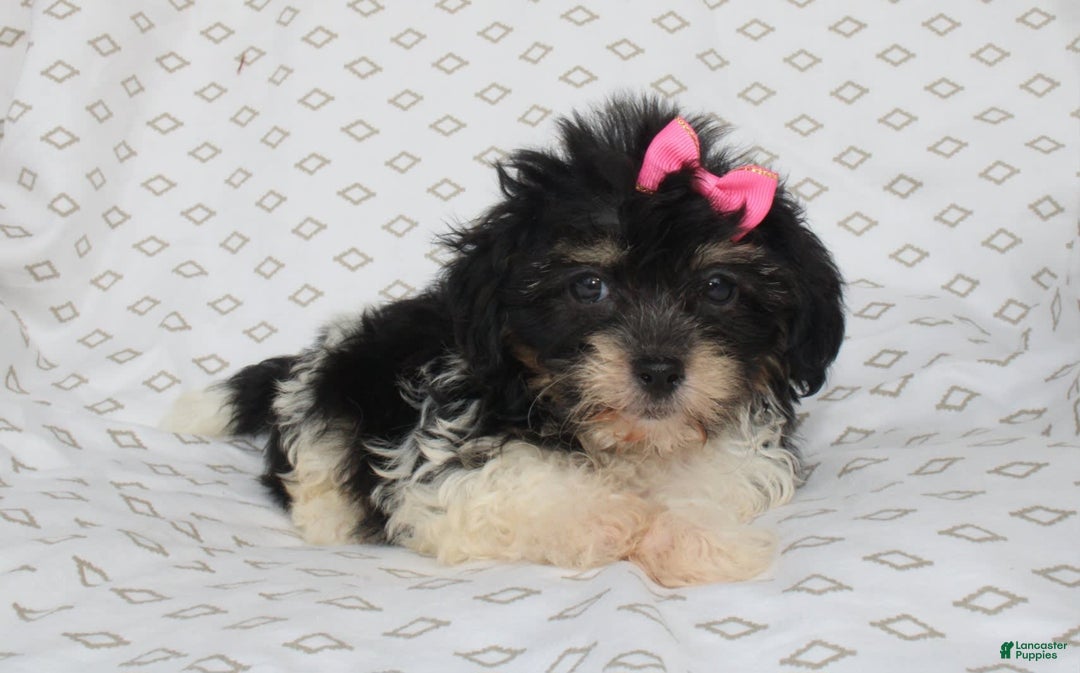 Shihpoo dogs for sale: Sandy - Image 2