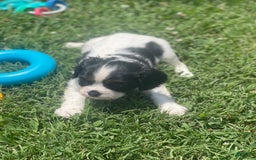 Cavalier King Charles Spaniel dogs for sale: Puppy 29 - Image 2