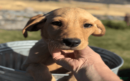 Labrador Retriever dogs for sale: Mufasa - Image 7