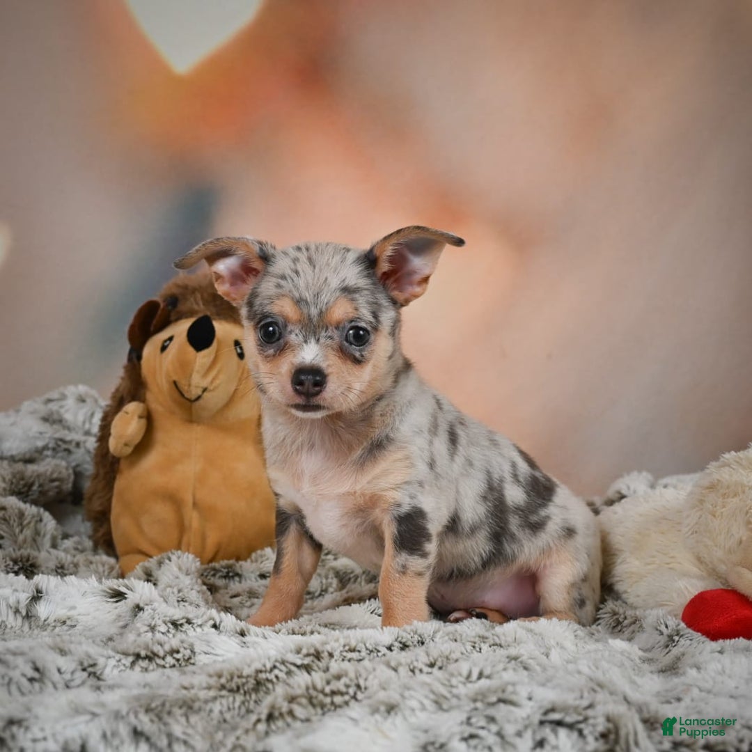Chihuahua dogs for sale: Benji - Image 4