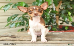 Rat Terrier dogs for sale: Rhonda - Image 3