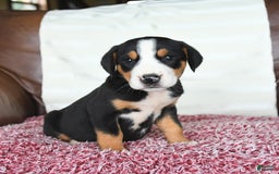 Greater Swiss Mountain Dog dogs for sale: Georgia - Image 8