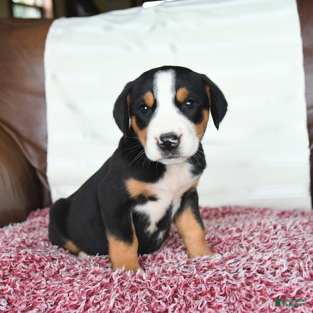 Greater Swiss Mountain Dog dogs for sale: Georgia - Image 8