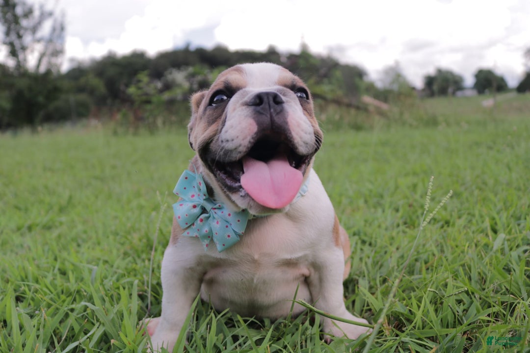 English Bulldog dogs for sale: Frannie - Image 6