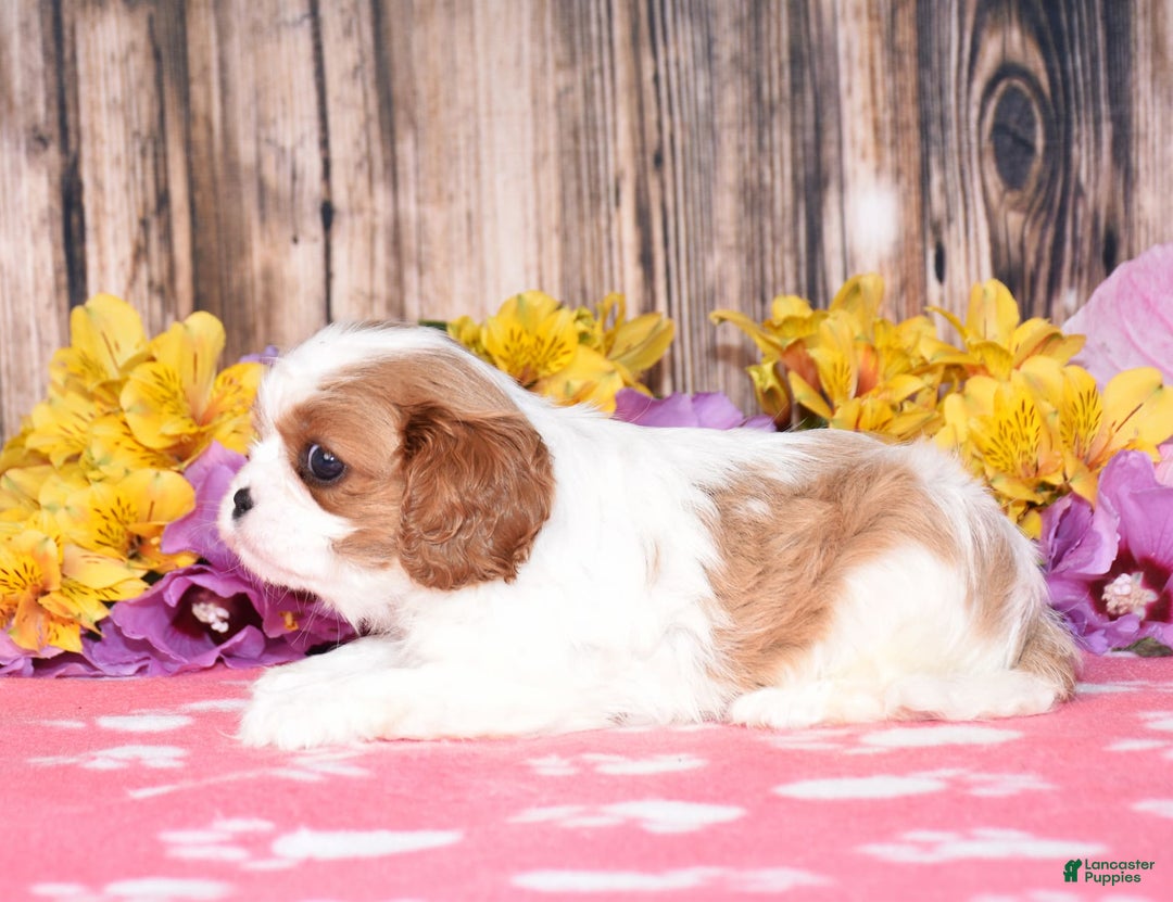 Cavalier King Charles Spaniel dogs for sale: Easton - Image 3
