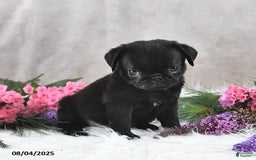 Pug dogs for sale: Santiago - Image 2