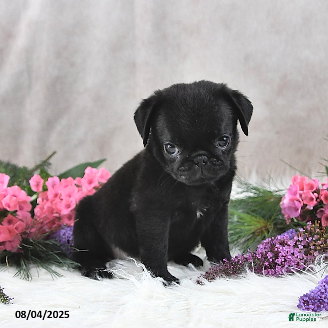 Pug dogs for sale: Santiago - Image 2
