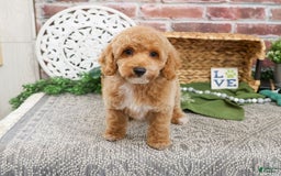 Miniature Poodle dogs for sale: Rover - Image 6