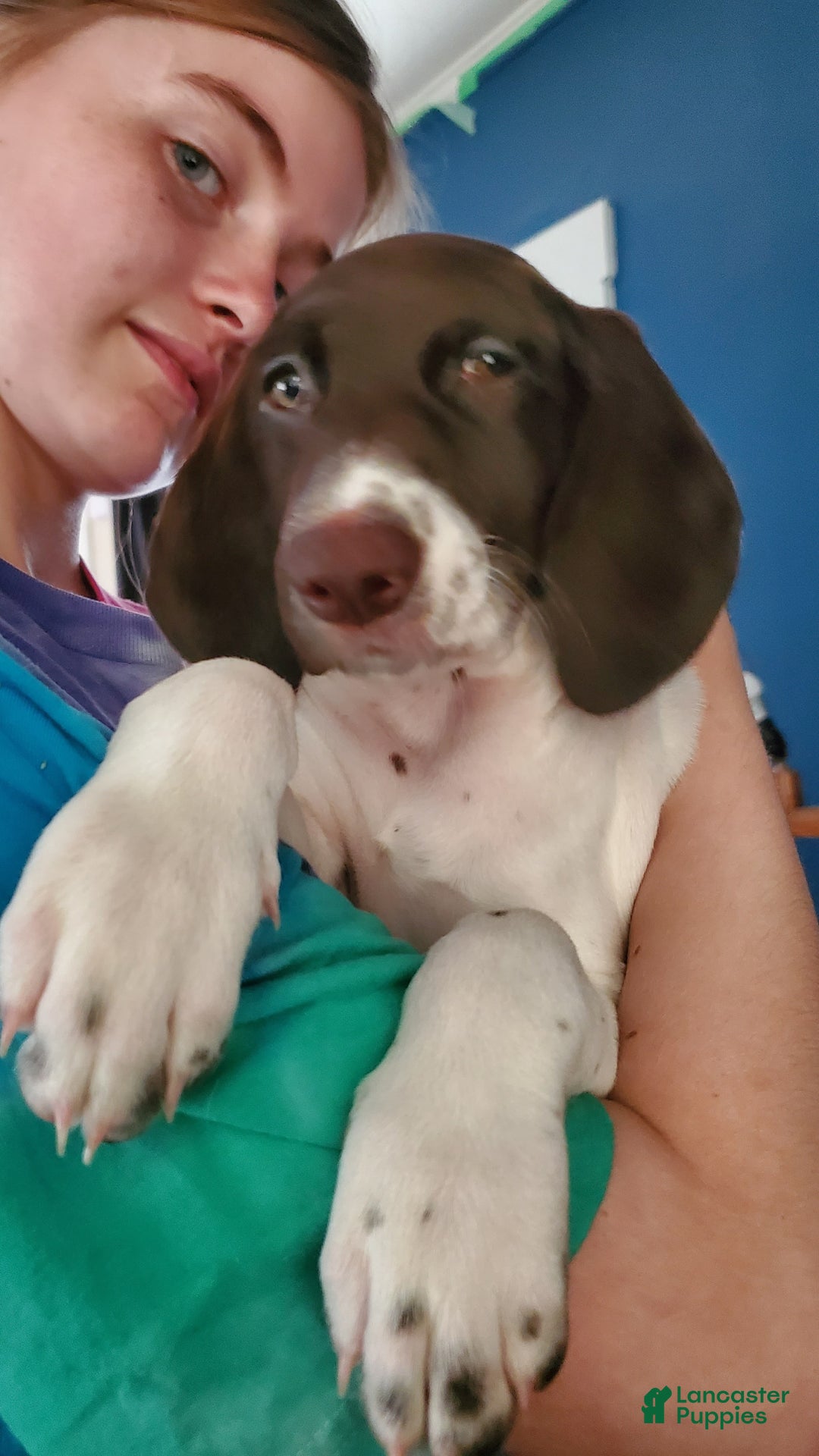 German Shorthaired Pointer dogs for sale: Girl 6 - Image 3
