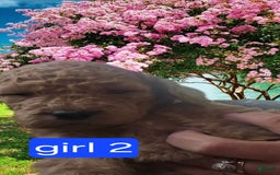 Goldendoodle dogs for sale: Sophia - Image 1