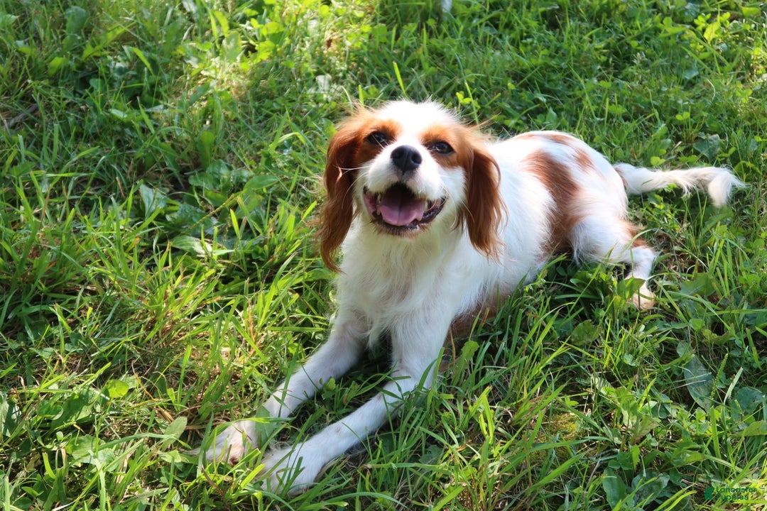 Cavalier King Charles Spaniel dogs for sale: Sage - Image 4