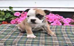 English Bulldog dogs for sale: Bruno - Image 3