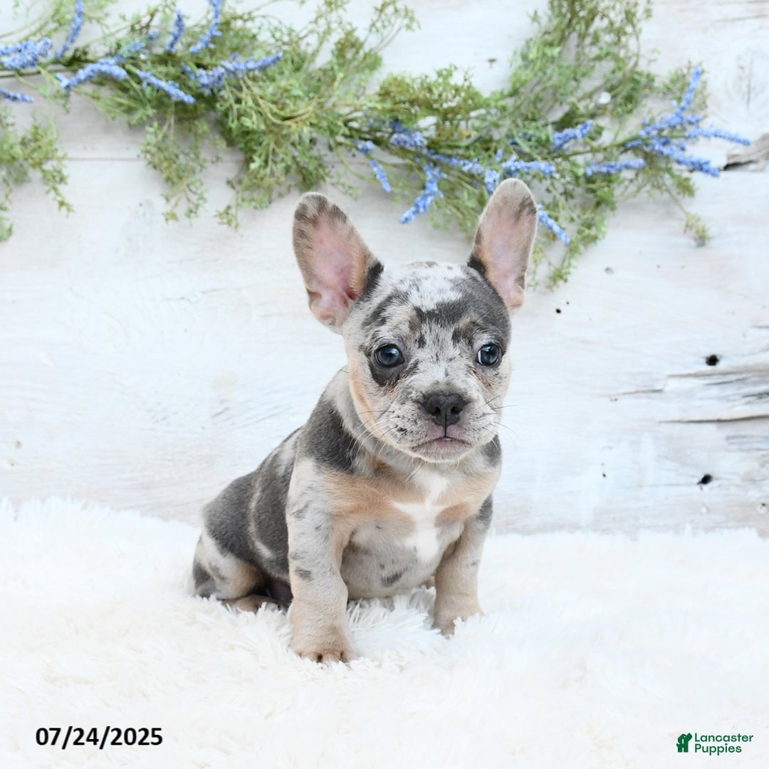 French Bulldog dogs for sale: Tulip - Image 3