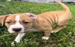 American Pit Bull Terrier dogs for sale: Helga - Image 9