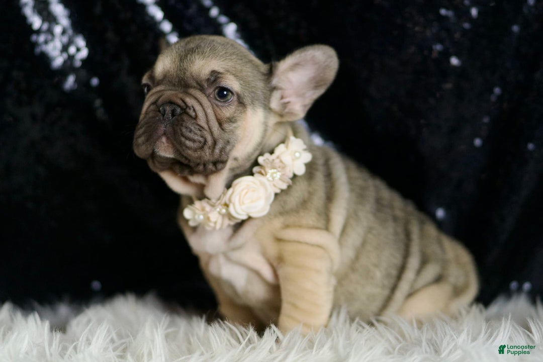 French Bulldog dogs for sale: Almond - Image 5