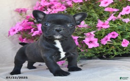 Frenchton dogs for sale: Frosty - Image 1