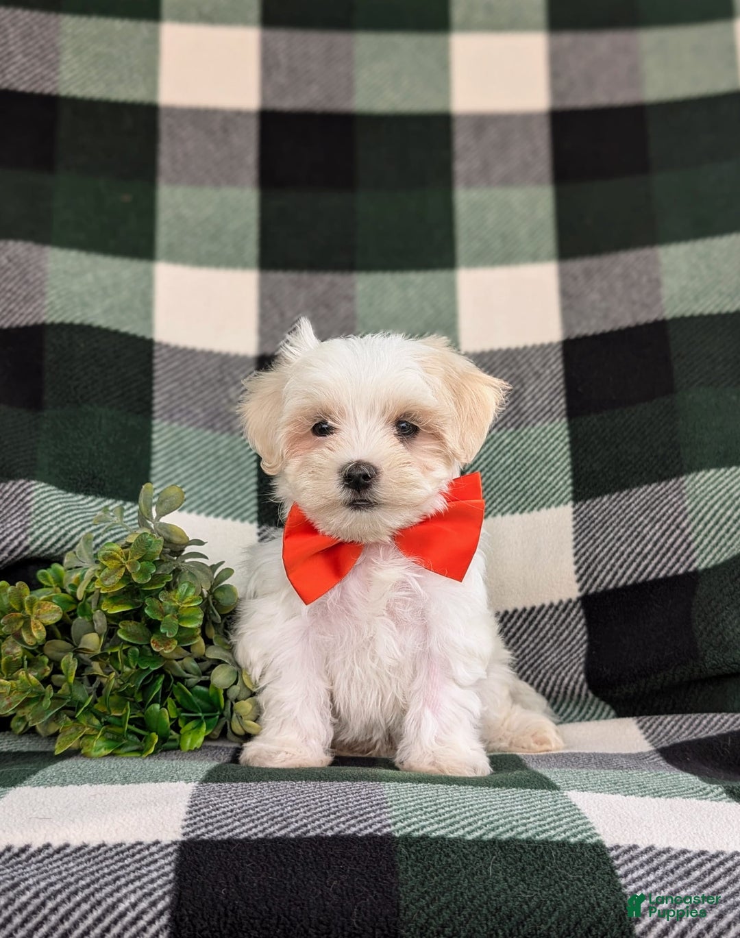 Maltese dogs for sale: Griffith - Image 9