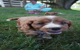 Cavapoo dogs for sale: Toodles - Image 8