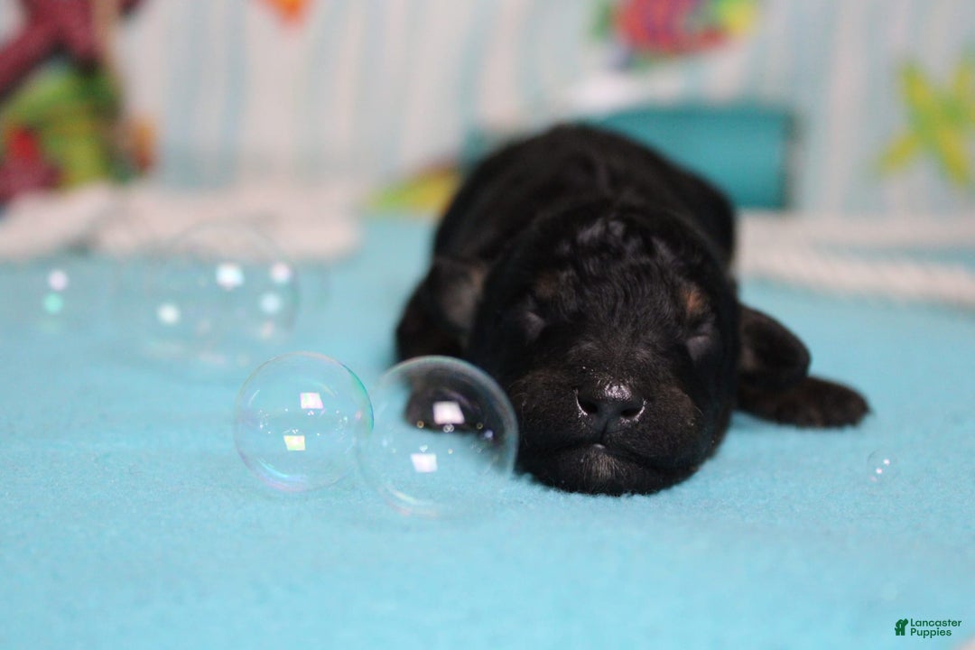 Mini Bernedoodle dogs for sale: Mike - Image 7