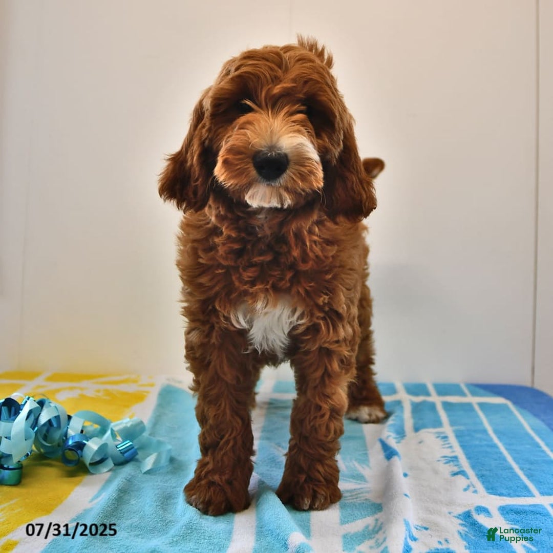 Mini Goldendoodle dogs for sale: Dixie - Image 24