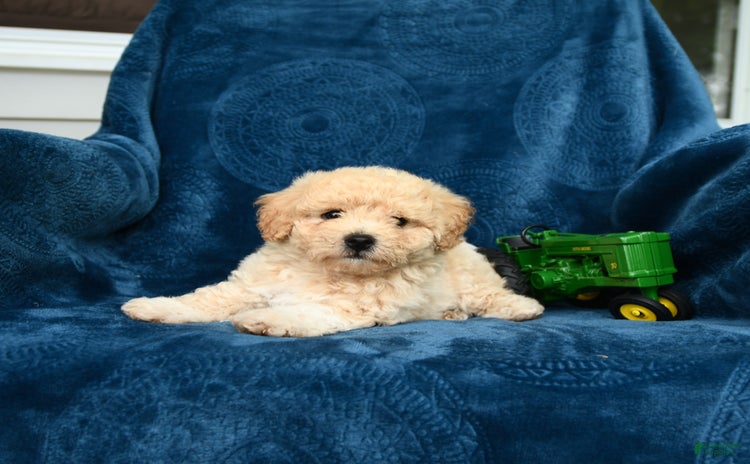 Bichpoo dogs - Advert 36