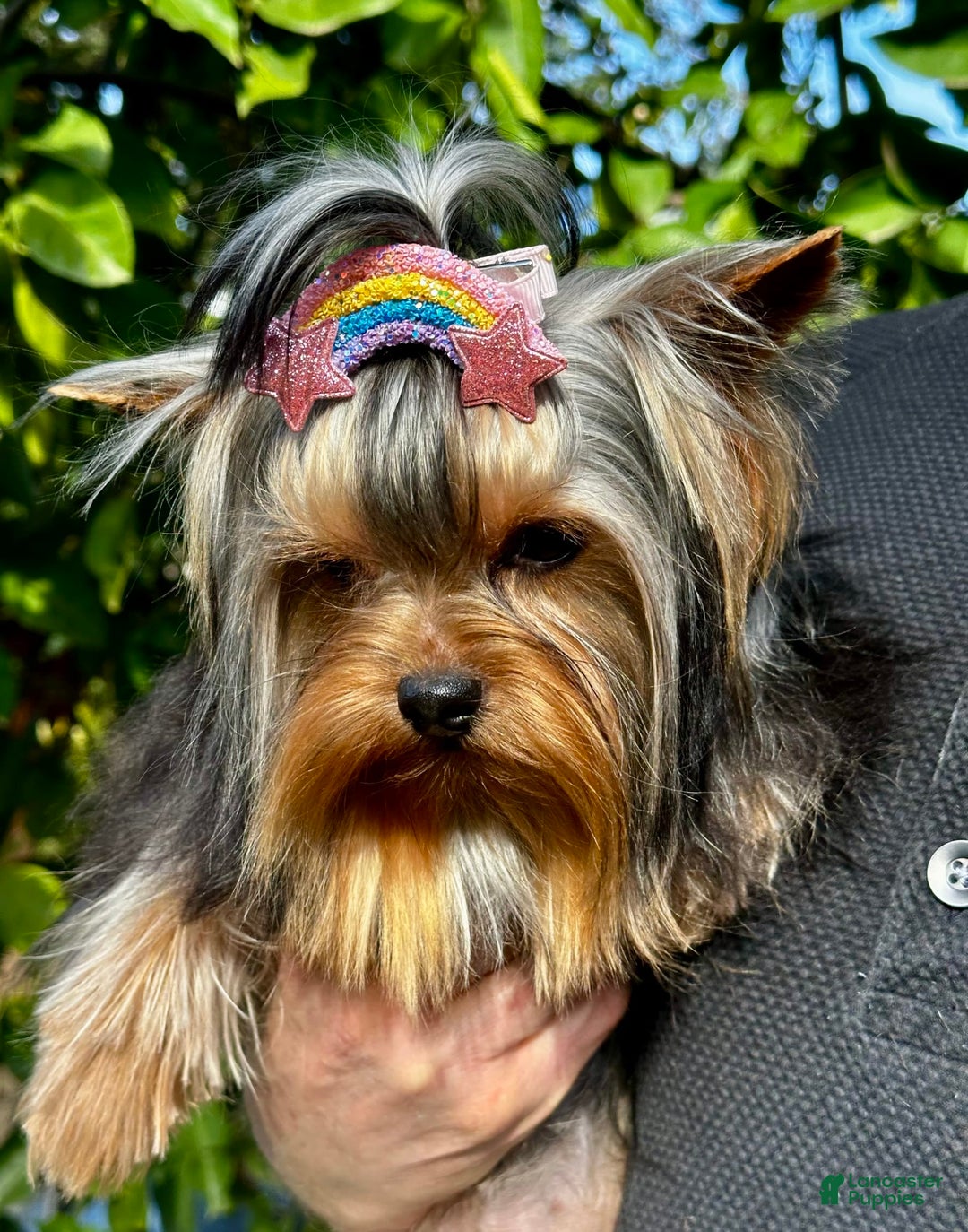 Yorkshire Terrier dogs for sale: Richi - Image 3