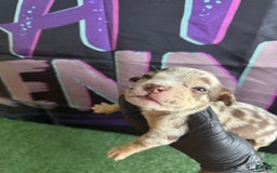 American Bully dogs for sale: Chocolate Tri Merle - Image 3