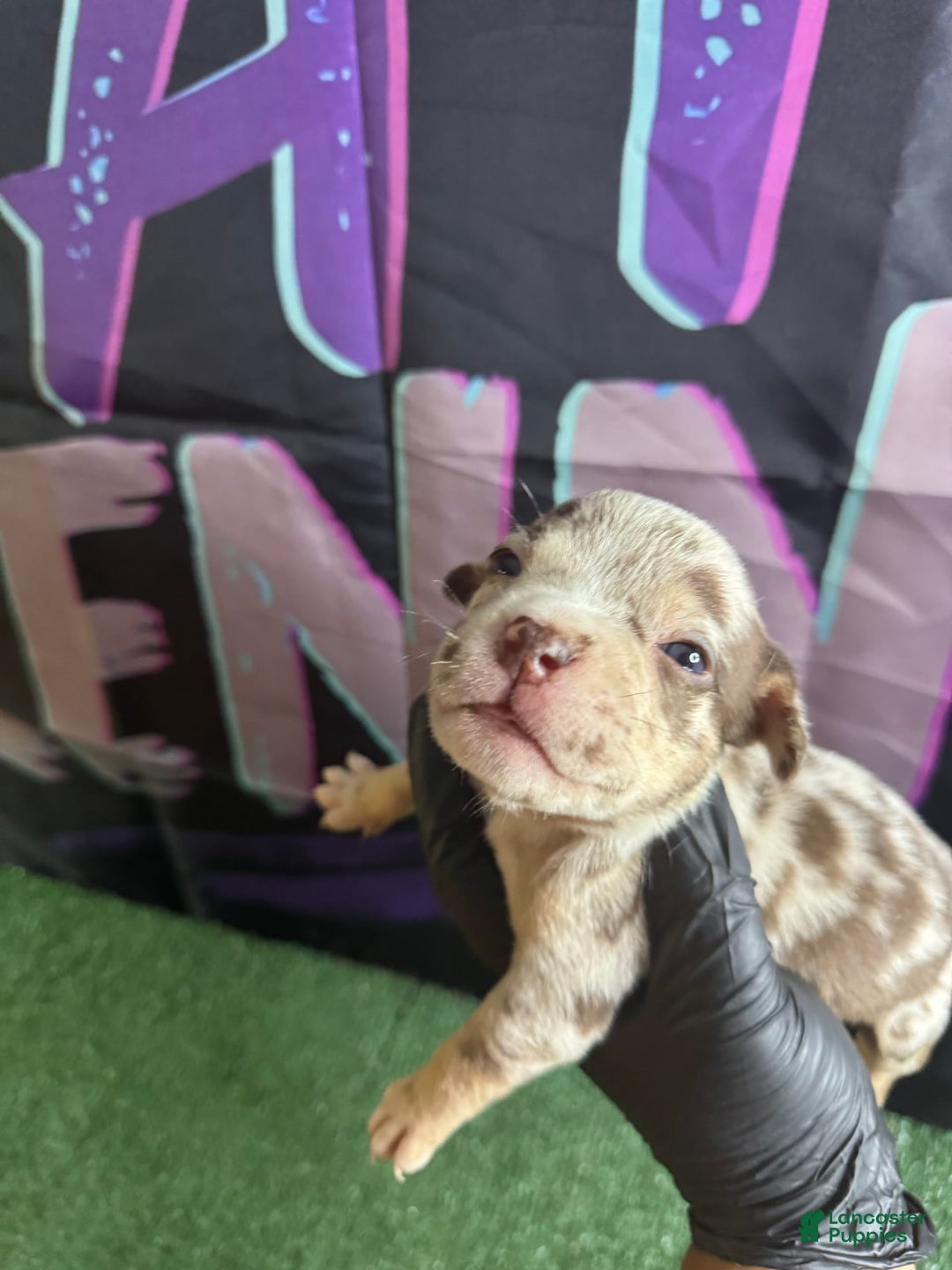 American Bully dogs for sale: Chocolate Tri Merle - Image 3