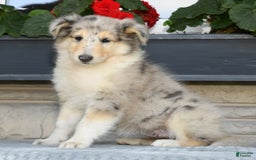 Collie dogs for sale: Pansy - Image 1