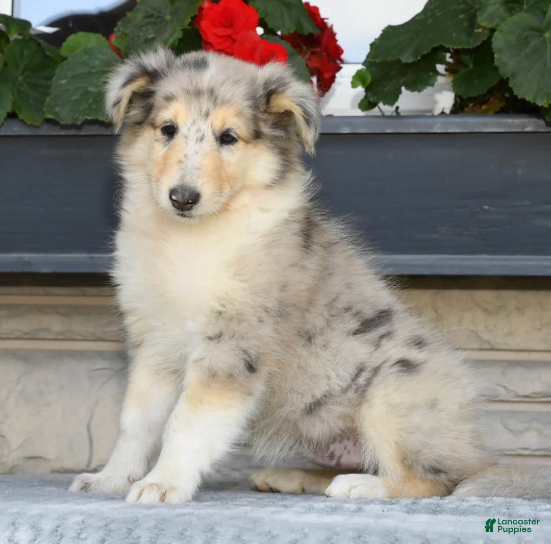 Collie dogs for sale: Pansy - Image 1