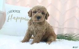Mini Goldendoodle dogs for sale: Corey - Image 4