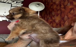 Pomeranian dogs for sale: Alfred - Image 5