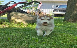 Siberian Husky dogs for sale: Berry - Image 2