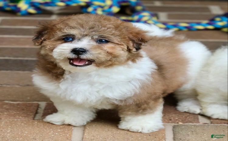 Shihpoo dogs for sale - Ad 5