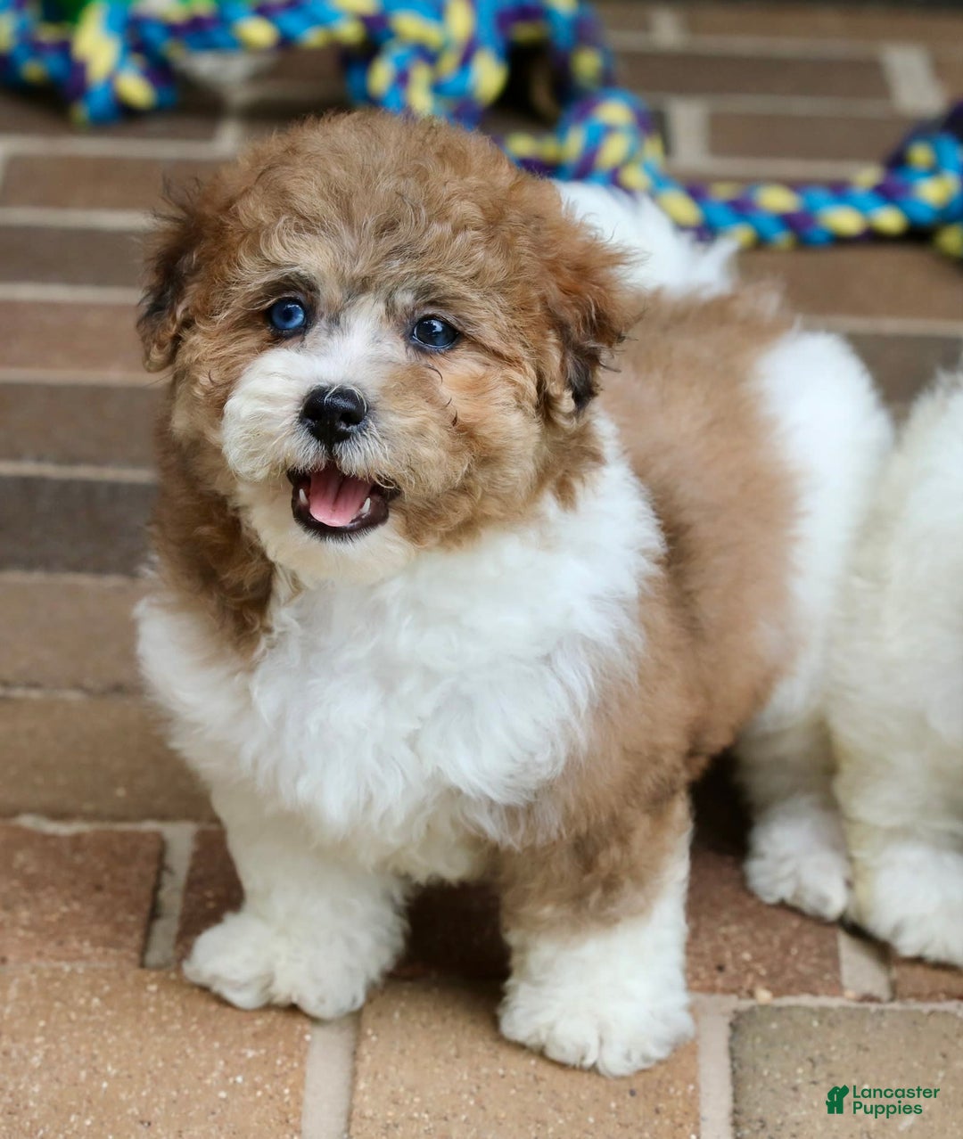 Shihpoo dogs for sale: Sophie - Image 1