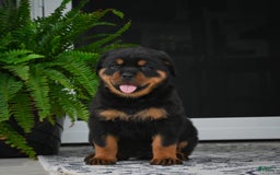 Rottweiler dogs for sale: Bella - Image 31