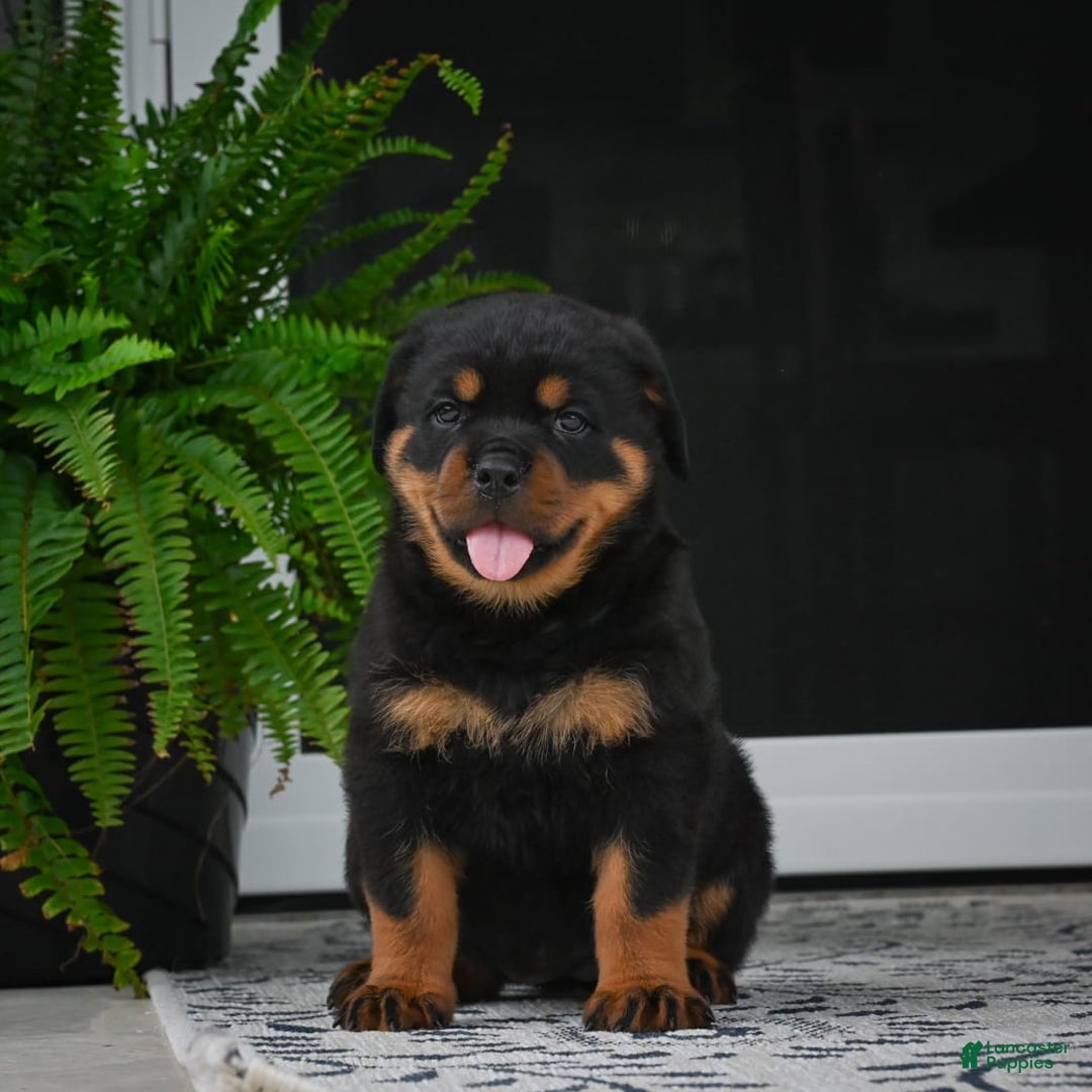 Rottweiler dogs for sale: Bella - Image 31