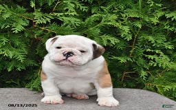 English Bulldog dogs for sale: Rocky - Image 4