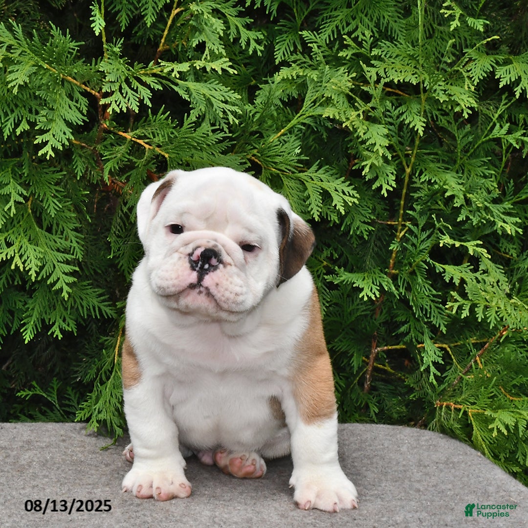 English Bulldog dogs for sale: Rocky - Image 4