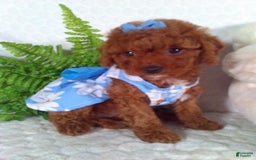 Cavapoo dogs for sale: Raven - Image 5