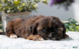 Shorkie dogs for sale: Luka - Image 2