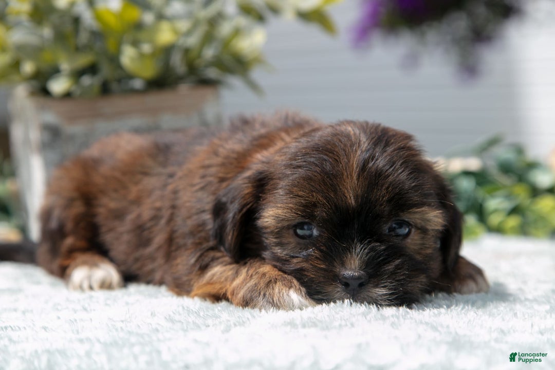 Shorkie dogs for sale: Luka - Image 2