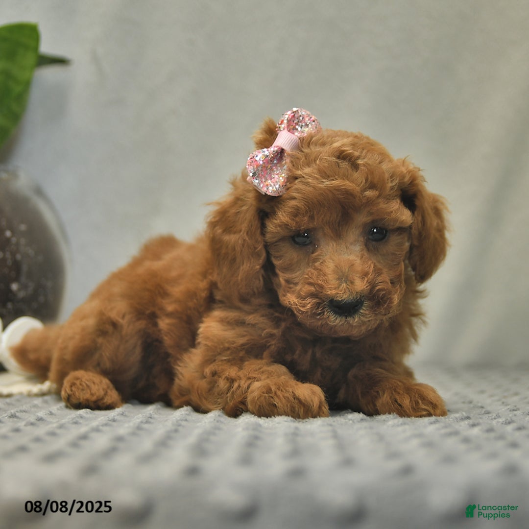 Toy Poodle dogs for sale: Juliet - Image 3
