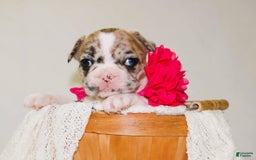 French Bulldog dogs for sale: Athena Akc - Image 6
